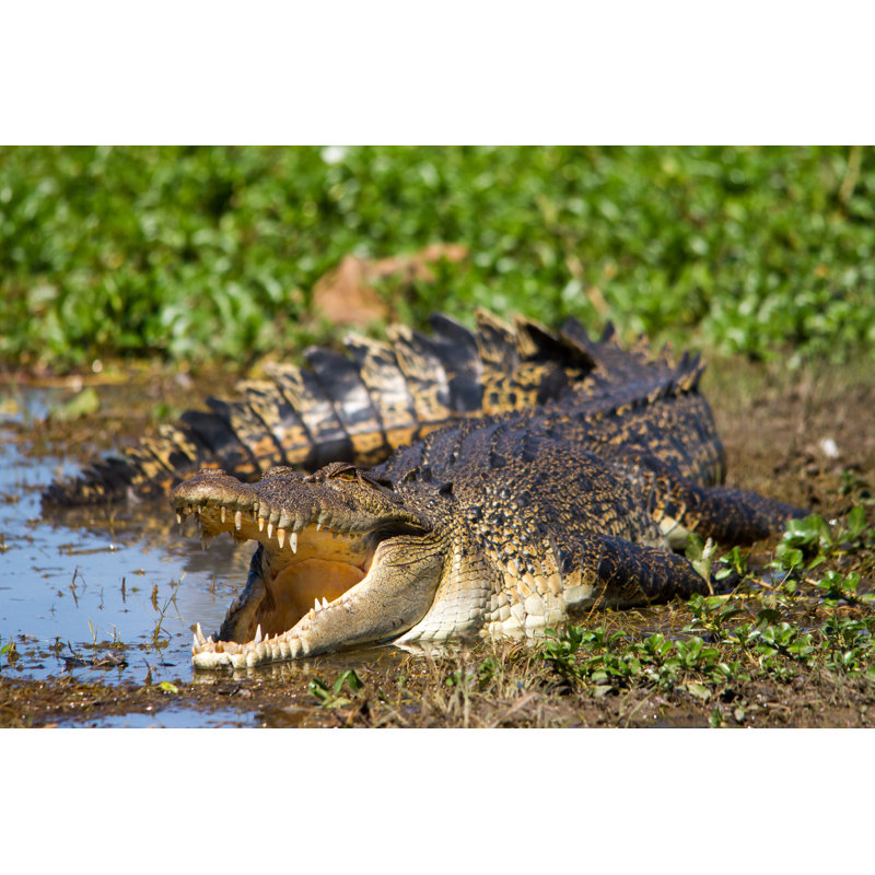 Australian Saltwater Crocodile by Tasnat - Wrapped Canvas Print, 81.28cm H x 121.92cm W