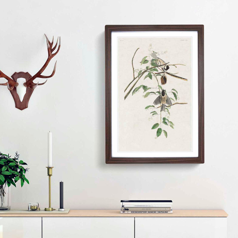 Carolina Titmouse Birds by John Audubon - Picture Frame Painting Print, Walnut Framed, 36cm H x 27cm W x 2cm D