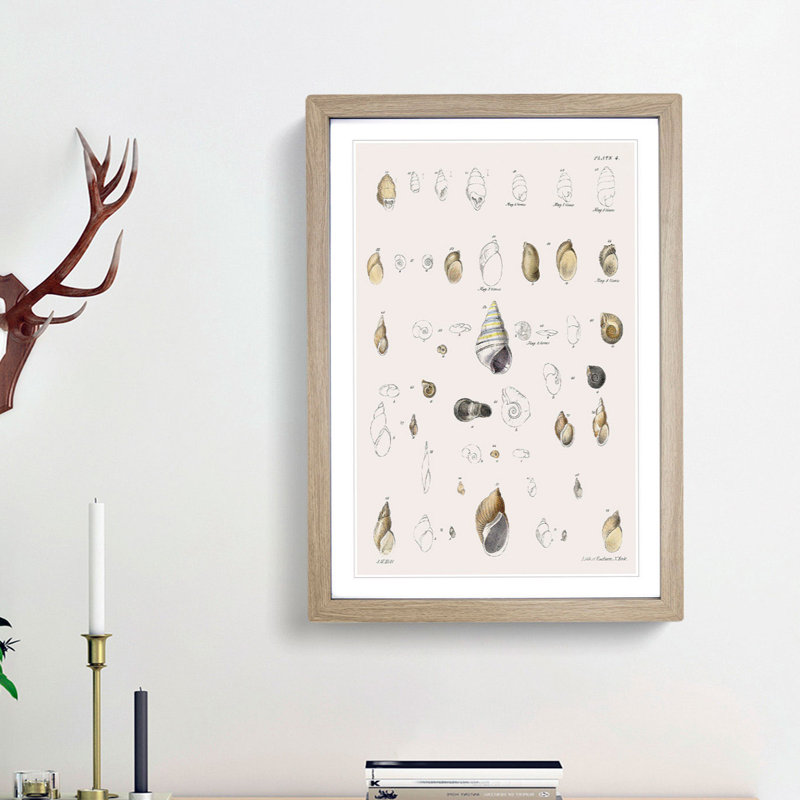Types of Seashells PL. 4 by J.E. De Kay - Framed Print, 36cm H x 27cm W x 2cm D, Oak Framed