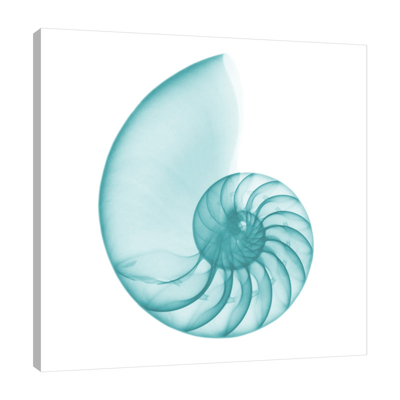 Turquoise Sea Shell - Wrapped Canvas Print, 91 cm H x 91 cm W