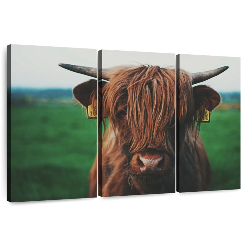Gros plan d'une vache Highland, H 24 po x l 38 po