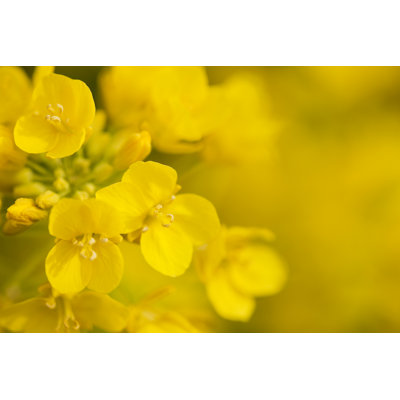 Canola Flower by Ooyoo - No Frame Print on Canvas