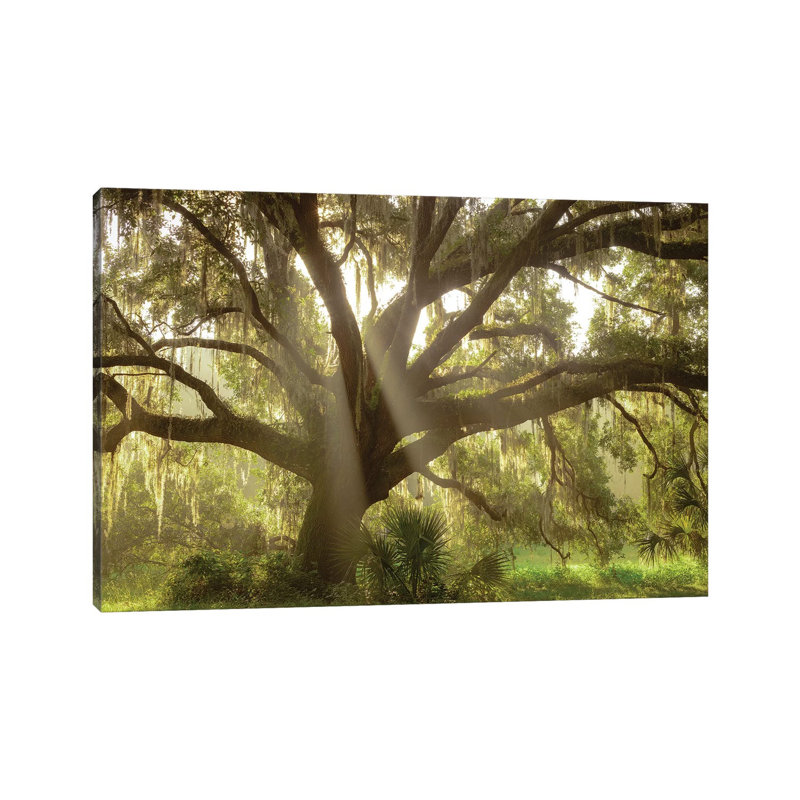 Beautiful Southern Live Oak Tree, Flordia by Maresa Pryor - Wrapped Canvas Gallery-Wrapped Canvas Giclée