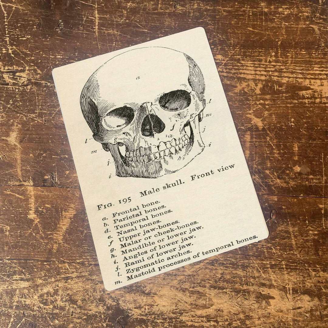 Male Skull Anatomy Head Wall Décor