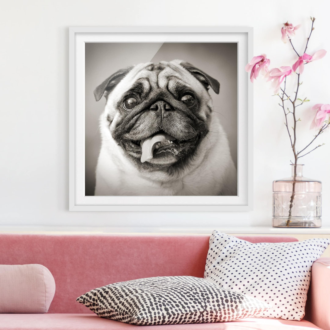 Gerahmter Grafikdruck Funny Pug