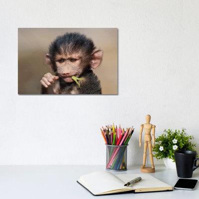 Baboon Baby II by Mogens Trolle - Wrapped Canvas Print