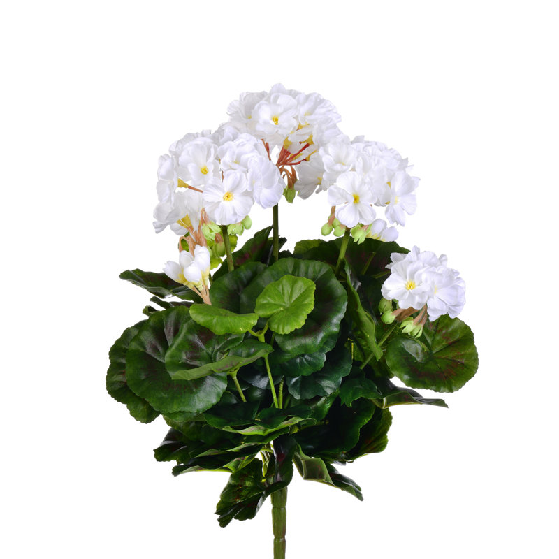 Géranium