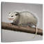 Brampt Snarky Opossum