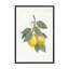 «Lemon Harvest I»-1067506790-1067506793