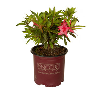 1 Gallon Autumn Sundance Encore Azalea Live Low Maintenance Plant
