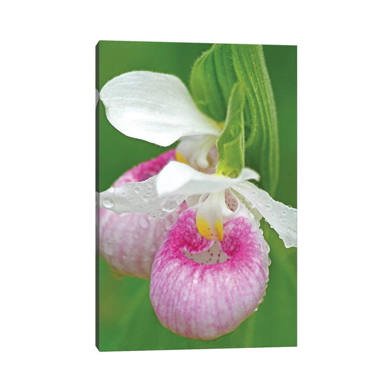 Showy Lady Slippers by Brian Wolf - Wrapped Canvas Print, 66.04cm H x 45.72cm W x 1.91cm D
