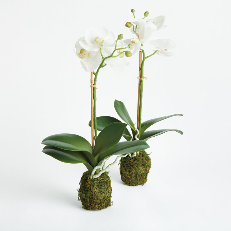 Ensemble de 2 orchidées PHALAENOPSIS