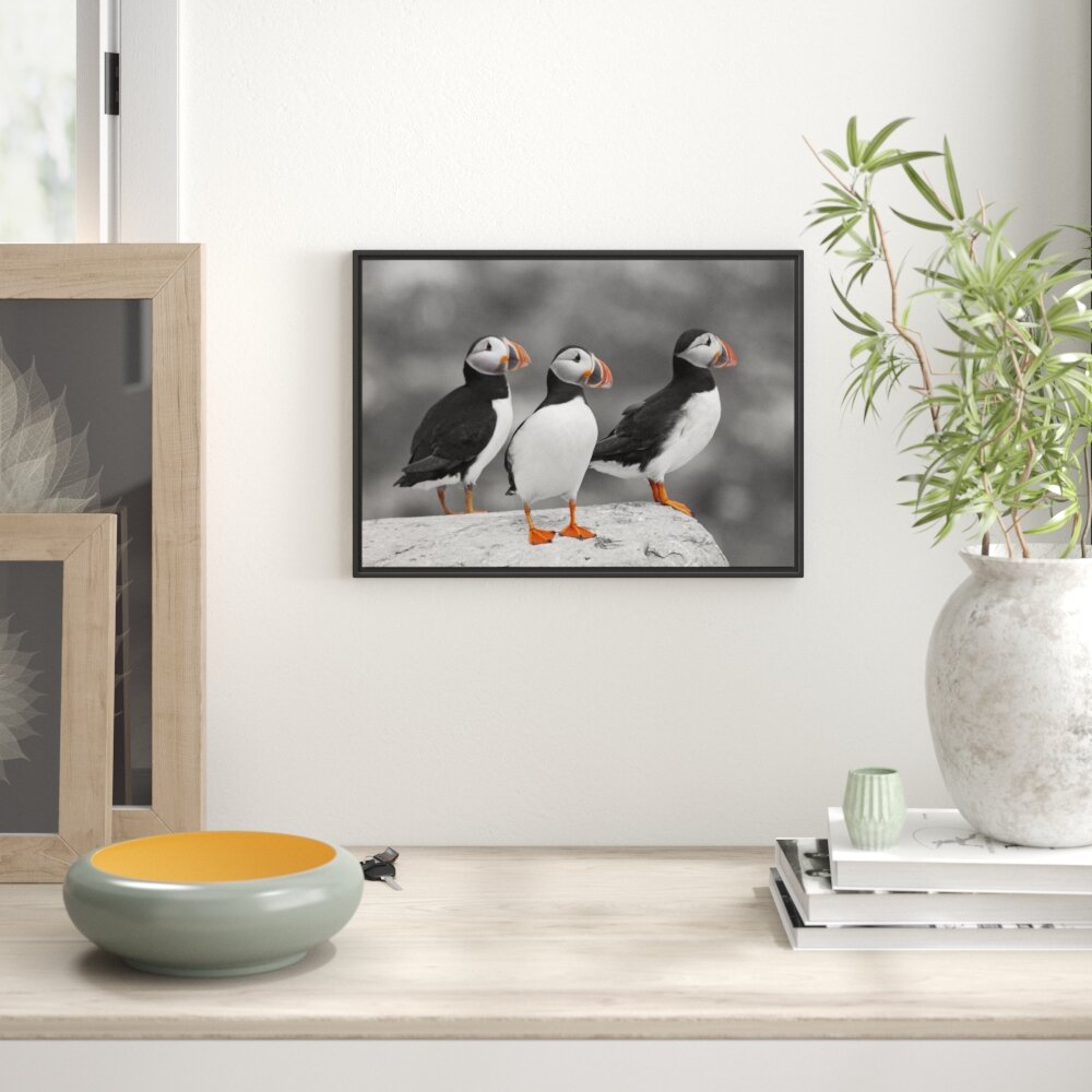 Gerahmtes Poster Elegant Puffins