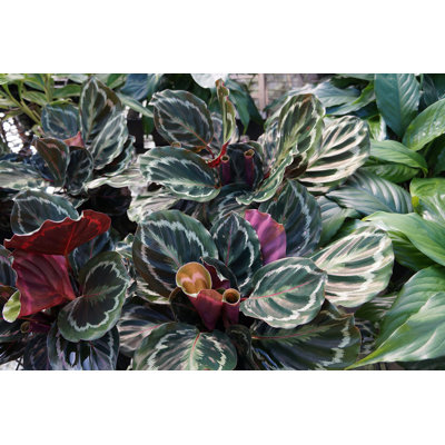 Calathea Medallion - Live Plant in a 2 Inch Pot - Calathea 'Medallion' - Starter Plants - Beautiful and Elegant Easy Care Indoor Houseplants from The Nursery
