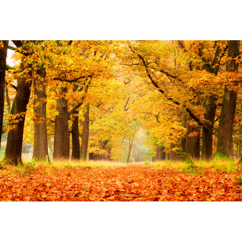 «Golden Forest» par Dennis DVD - reproduction d'art sur toile tendue, L 12 po x H 8 po