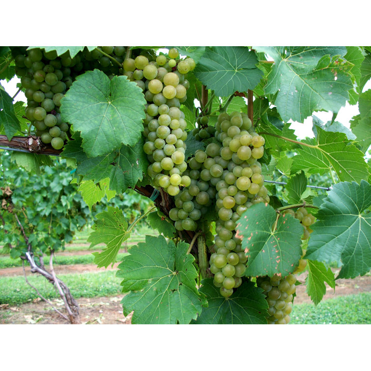Wekiva Foliage LLC Grape Vine Plant - Live in 4 Inch Pot - Grower's ...