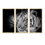 Portrait monochrome d'un tigre blanc VII - ensemble d'art mural sur toile traditionnel encadré de 3-1576115795-1576115799