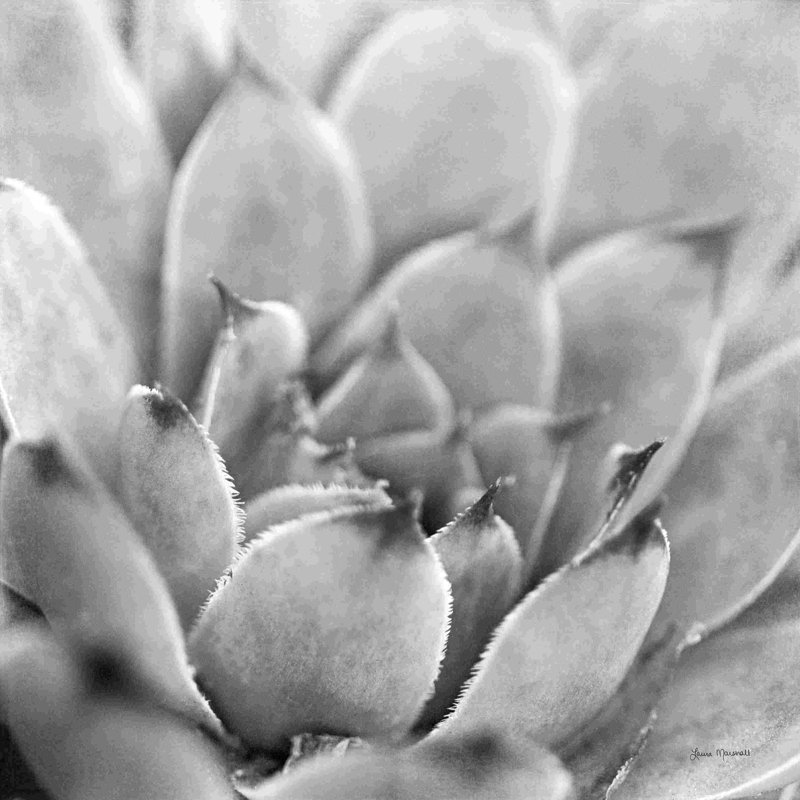 Garden Succulent I, H 12 po x l 12 po, Non, Toile tendue