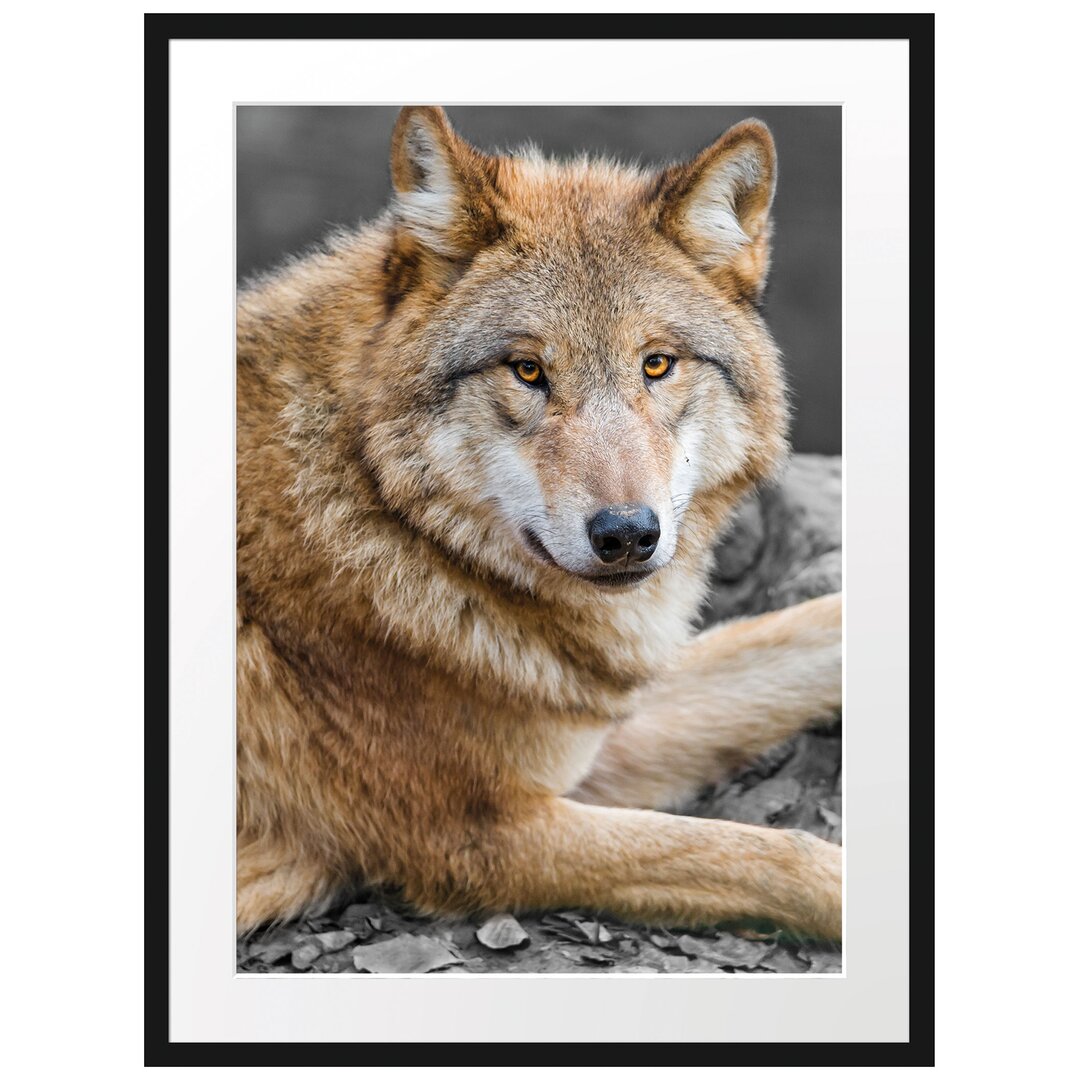 Gerahmtes Fotoposter "Stolzer Wolf auf einem Stein