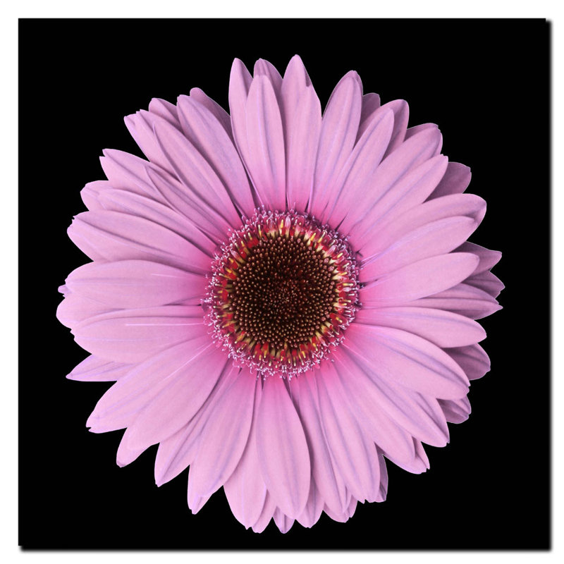 Pink Gerber Daisy Framed Canvas Art, 14 x 14 Inch