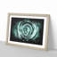 Mint Green Rose - Picture Frame Graphic Art Print-56735473-56735468
