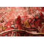 Tapis rouge Sarabi 10 pi 0 po x 13 pi 0 po
