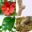 Plant-1380877544