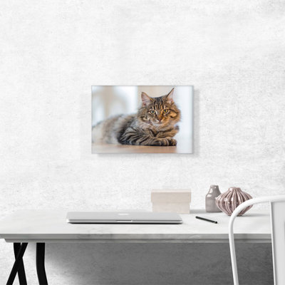«Maine Coon», reproduction de photo sur toile tendue