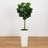 Fiddle Leaf Fig in White Planter