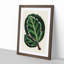 Rose Painted Calathea Leaves by Benjamin Fawcett - Picture Frame Painting Print-55762821-55762824