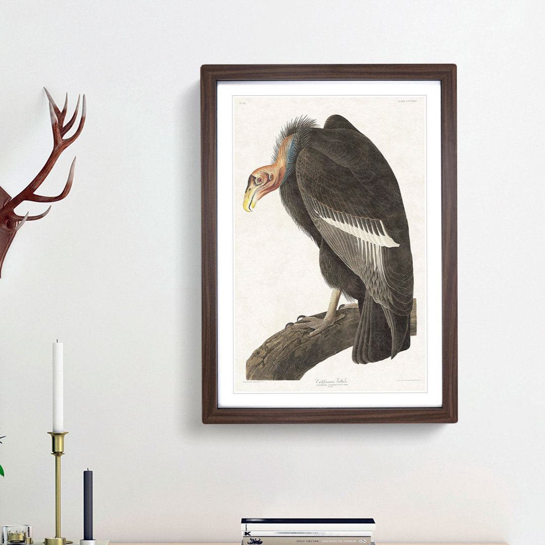 Californian Vulture by John Audubon - Picture Frame Painting Print