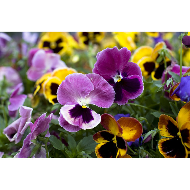 Pansies, 30cm H x 46cm W