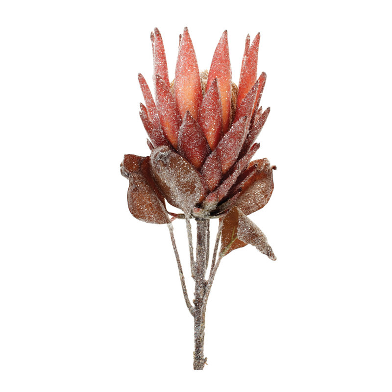Tige de fleur Protea, Rouge/orange