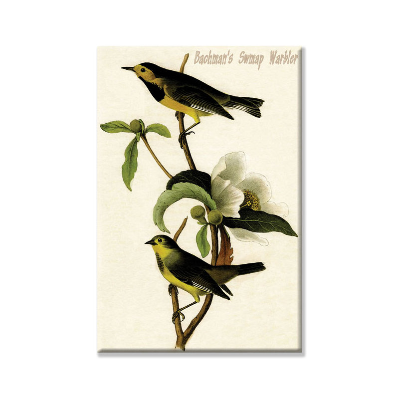 « bachman swmap warbler », impression sur toile tendue, H 30 po x l 20 po
