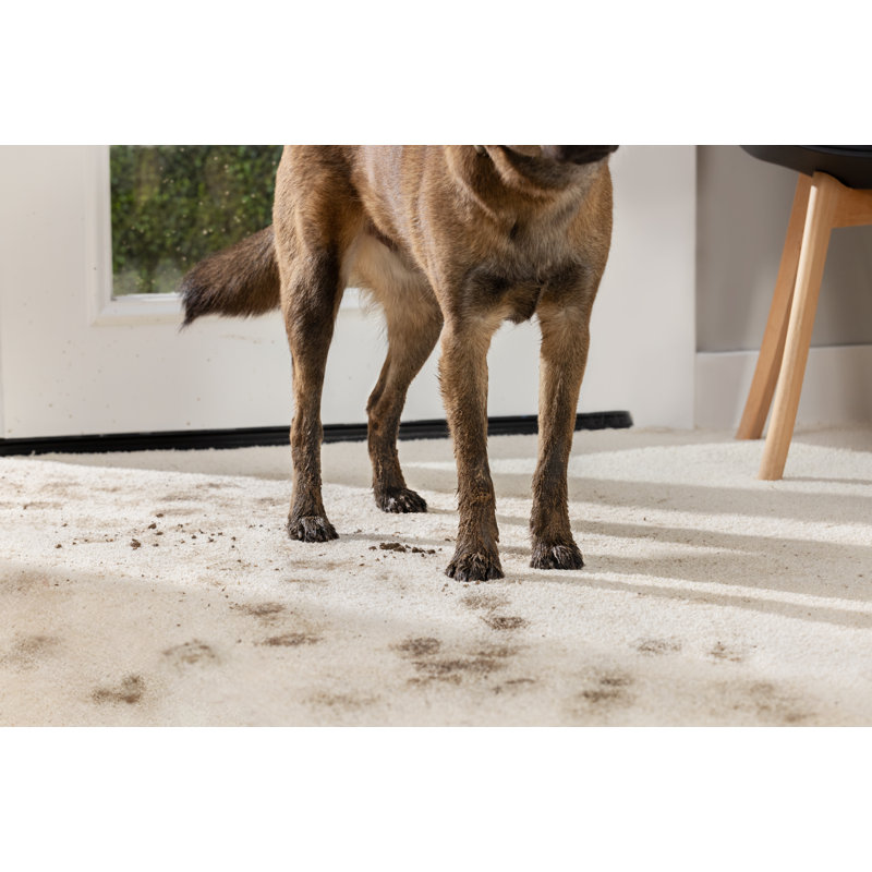 BISSELL Pet Pro Oxy Stain Destroyer 2pk