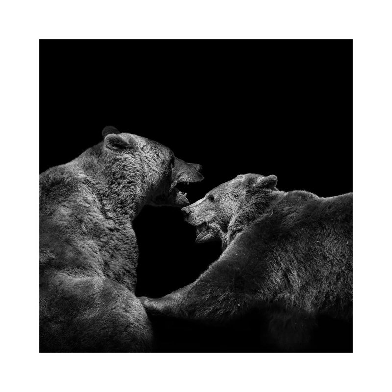 Two Bears In Black And White by Lukas Holas - Wrapped Canvas Print, 45.72 cm H x 45.72 cm W x 1.91 cm D