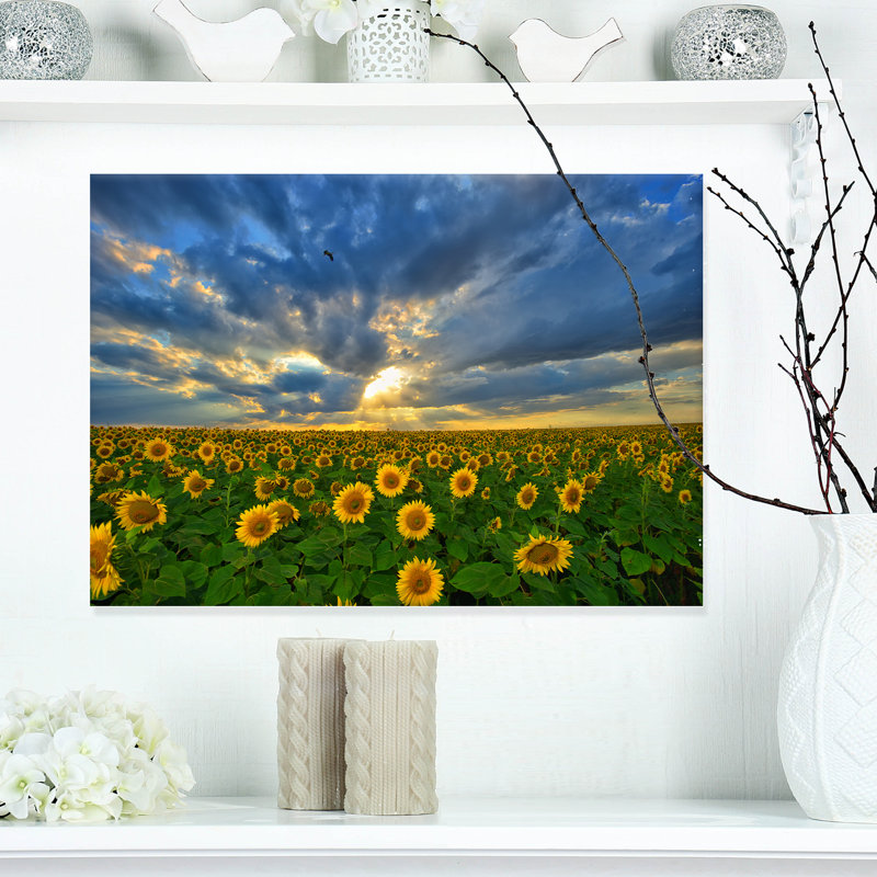 Beauté et coucher de soleil sur les tournesols - reproduction de photo, H 20 po x l 20 po x P 1 po