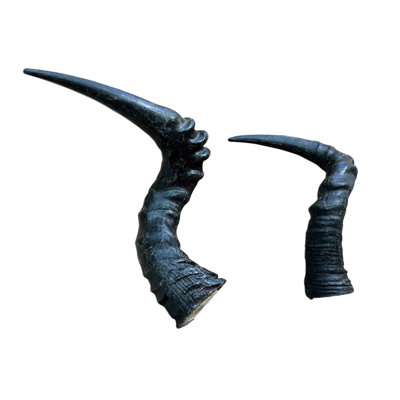 Dajour Real Red Hartebeest Horn