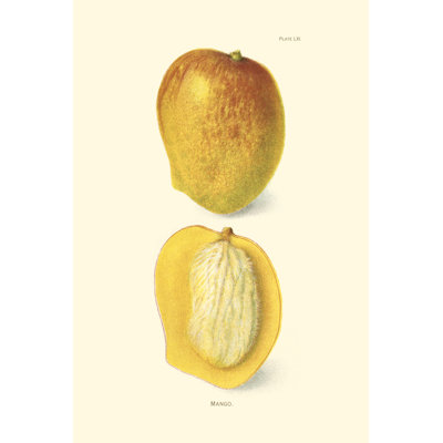 Mango - Wrapped Canvas Print