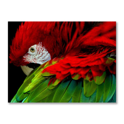 Parrot Pose - Unframed Photograph