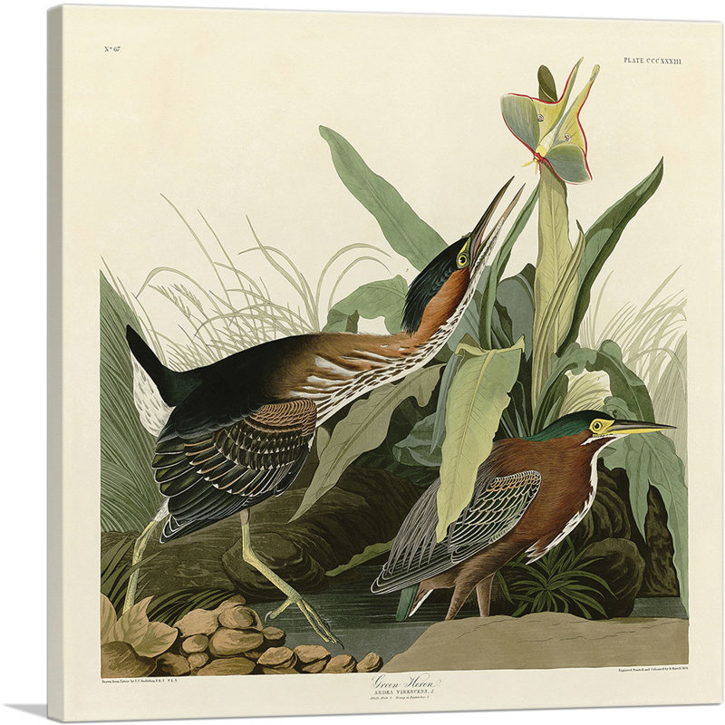 «Green Heron» par James Audubon, reproduction d'art sur toile tendue, H 18 po x l 18 po x P 0,75 po