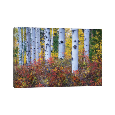 Couleur Aspen