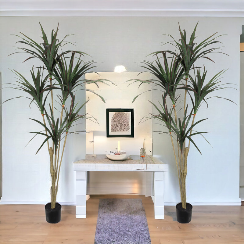 Plante de 60 po de hauteur Dracaena Marginata