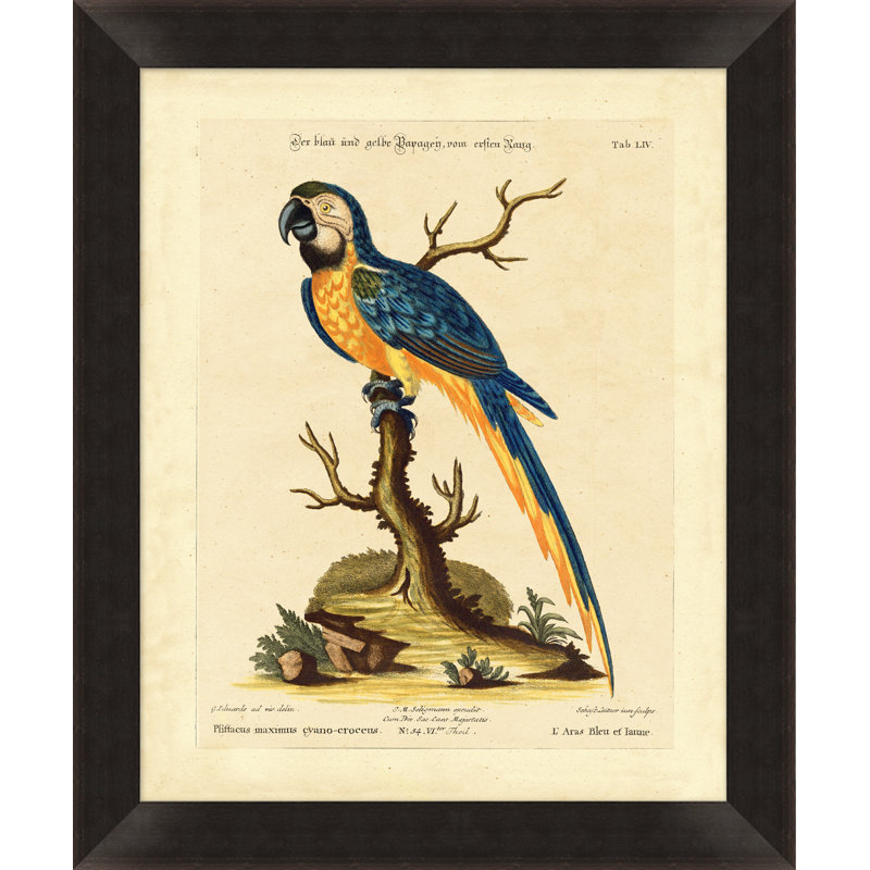 Blue Parrot Wall Art & Signage