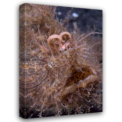 Red Barrel Studio® Shimlock, Jones Gallery Wrapped Canvas Art: Indonesia, Hairy frogfish that uses its lure