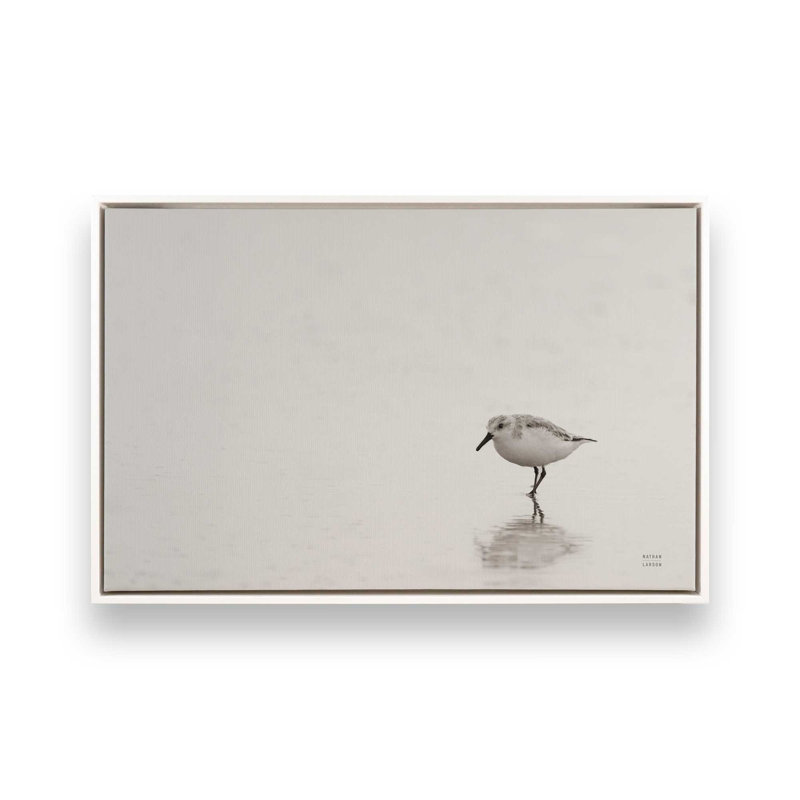 Impression sur toile Tybee Island Sanderling par Nathan Larson, Cadre flottant, H 12 po x l 18 po, Blanc