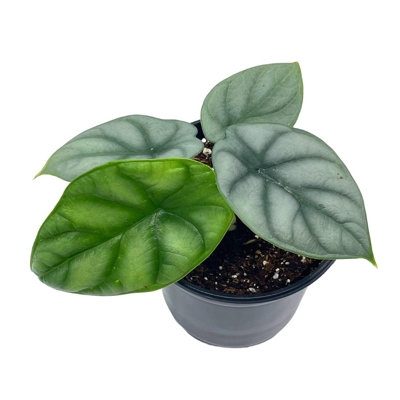 Alocasia Silver Dragon Super Rare Jewel Alocasia In 4 Inch Pot Alocasia Bagin