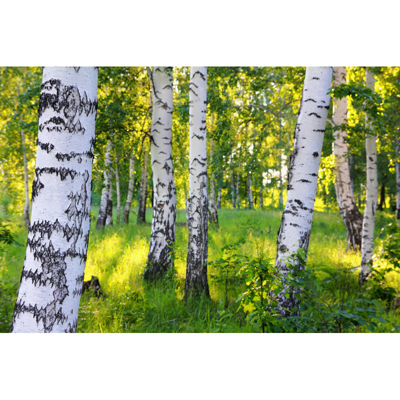 Summer Birch Woods by Mik122 - Wrapped Canvas Print, 30cm H x 46cm W x 3.8cm D