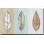 «Neutral New Leaf Trio» par Patricia Pinto - impression-64742442-64742443