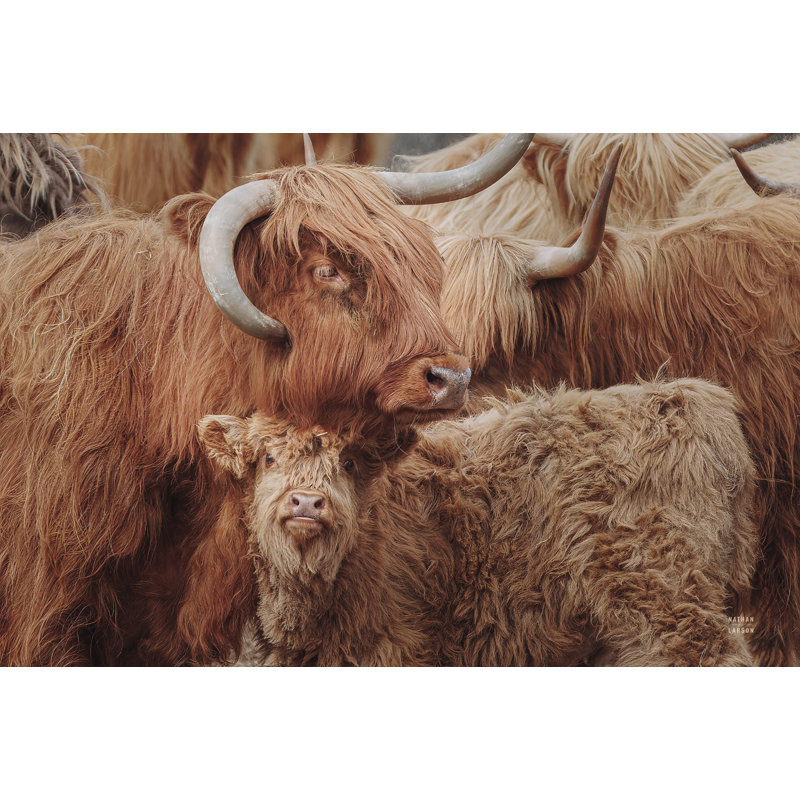 «Highland Cow Under Cover» par Nathan Larson - reproduction, H 8 po x l 12 po, Toile tendue